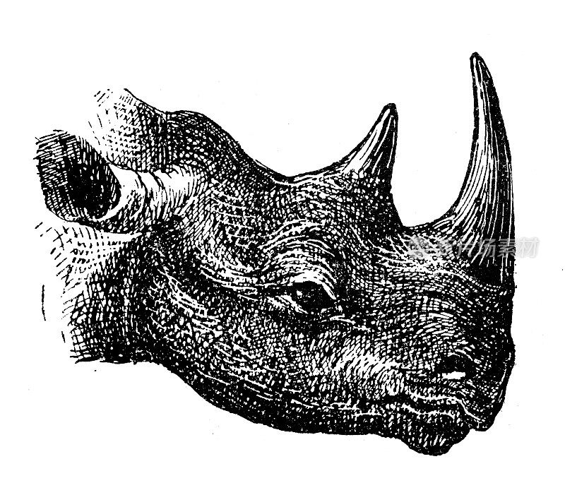 古董插画:黑犀牛(Diceros bicornis)